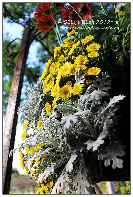 【景點】台北市.士林官邸菊展:2012手舞菊蹈@11/18~12/2 (Canon EOS M) 【景點】台北市.士林官邸菊展:2012手舞菊蹈@11/18~12/2 (Canon EOS M)