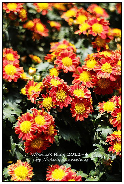 【景點】台北市.士林官邸菊展:2012手舞菊蹈@11/18~12/2 (Canon EOS M) 【景點】台北市.士林官邸菊展:2012手舞菊蹈@11/18~12/2 (Canon EOS M)