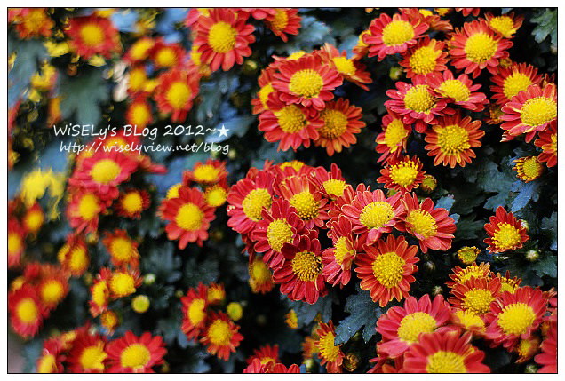 【景點】台北市.士林官邸菊展:2012手舞菊蹈@11/18~12/2 (Canon EOS M) 【景點】台北市.士林官邸菊展:2012手舞菊蹈@11/18~12/2 (Canon EOS M)