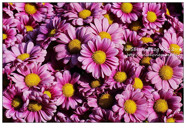 【景點】台北市.士林官邸菊展:2012手舞菊蹈@11/18~12/2 (Canon EOS M) 【景點】台北市.士林官邸菊展:2012手舞菊蹈@11/18~12/2 (Canon EOS M)