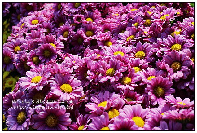 【景點】台北市.士林官邸菊展:2012手舞菊蹈@11/18~12/2 (Canon EOS M) 【景點】台北市.士林官邸菊展:2012手舞菊蹈@11/18~12/2 (Canon EOS M)