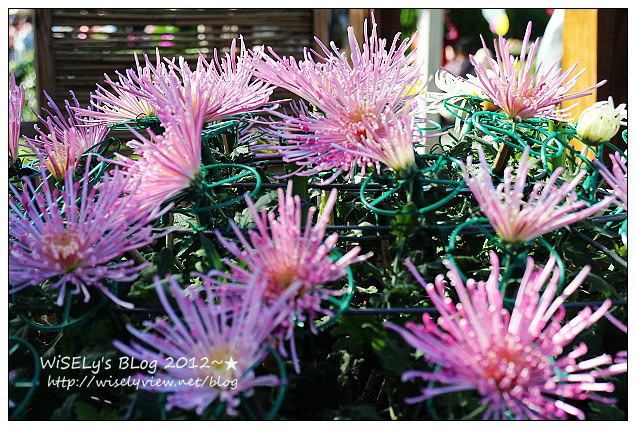 【景點】台北市.士林官邸菊展:2012手舞菊蹈@11/18~12/2 (Canon EOS M) 【景點】台北市.士林官邸菊展:2012手舞菊蹈@11/18~12/2 (Canon EOS M)