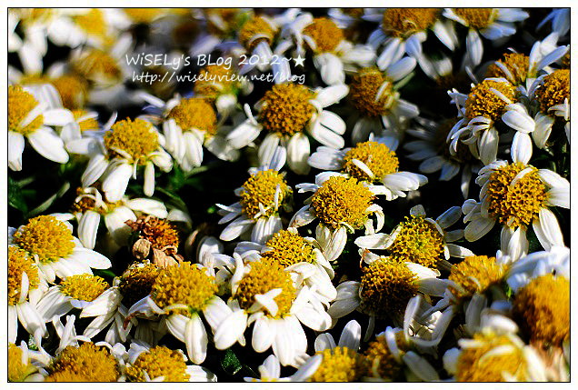 【景點】台北市.士林官邸菊展:2012手舞菊蹈@11/18~12/2 (Canon EOS M) 【景點】台北市.士林官邸菊展:2012手舞菊蹈@11/18~12/2 (Canon EOS M)