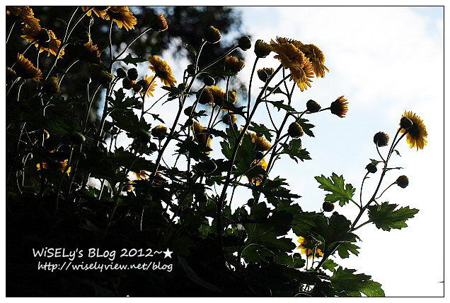 【景點】台北市.士林官邸菊展:2012手舞菊蹈@11/18~12/2 (Canon EOS M) 【景點】台北市.士林官邸菊展:2012手舞菊蹈@11/18~12/2 (Canon EOS M)