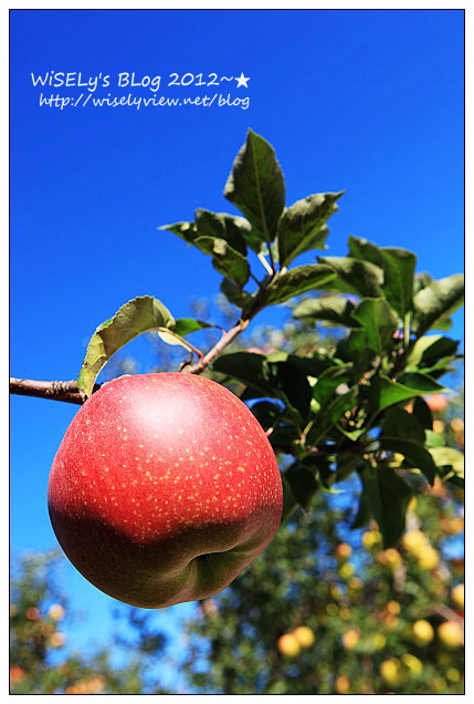 【旅行】日本．青森縣：浪岡町APPLE HILL觀光蘋果園＠體驗現摘現吃的新鮮美味多汁蘋果 @WISELY's 拍拍照寫寫字