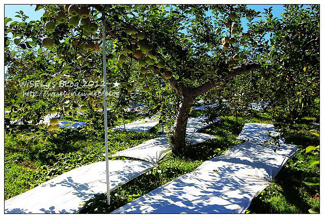 【旅行】日本．青森縣：浪岡町APPLE HILL觀光蘋果園＠體驗現摘現吃的新鮮美味多汁蘋果