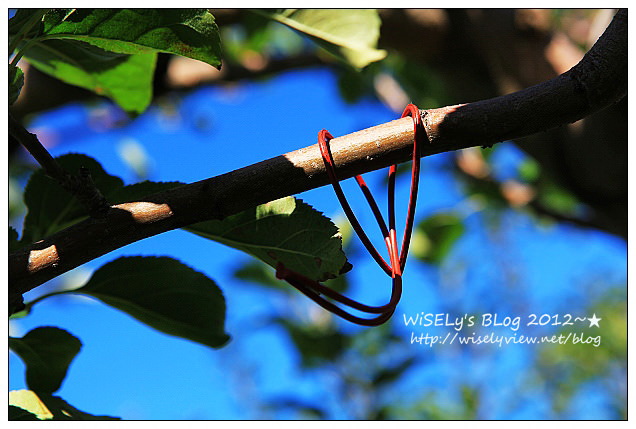 【旅行】日本．青森縣：浪岡町APPLE HILL觀光蘋果園＠體驗現摘現吃的新鮮美味多汁蘋果