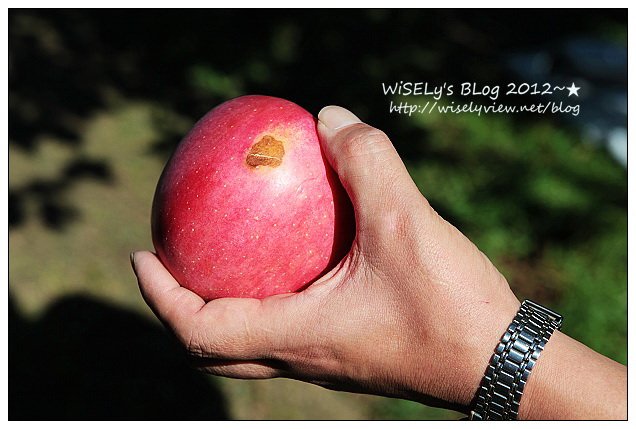 【旅行】日本．青森縣：浪岡町APPLE HILL觀光蘋果園＠體驗現摘現吃的新鮮美味多汁蘋果