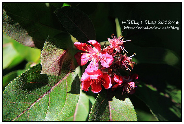【旅行】日本．青森縣：浪岡町APPLE HILL觀光蘋果園＠體驗現摘現吃的新鮮美味多汁蘋果
