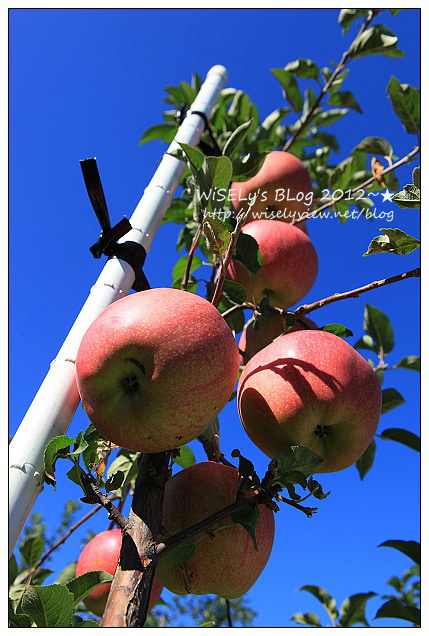 【旅行】日本．青森縣：浪岡町APPLE HILL觀光蘋果園＠體驗現摘現吃的新鮮美味多汁蘋果