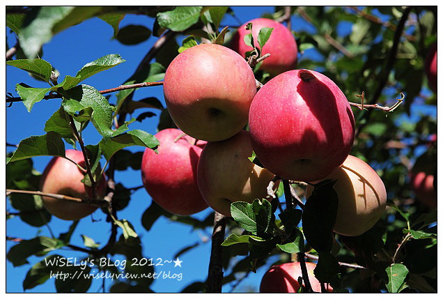 【旅行】日本．青森縣：浪岡町APPLE HILL觀光蘋果園＠體驗現摘現吃的新鮮美味多汁蘋果