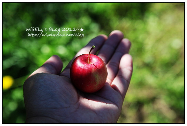 【旅行】日本．青森縣：浪岡町APPLE HILL觀光蘋果園＠體驗現摘現吃的新鮮美味多汁蘋果
