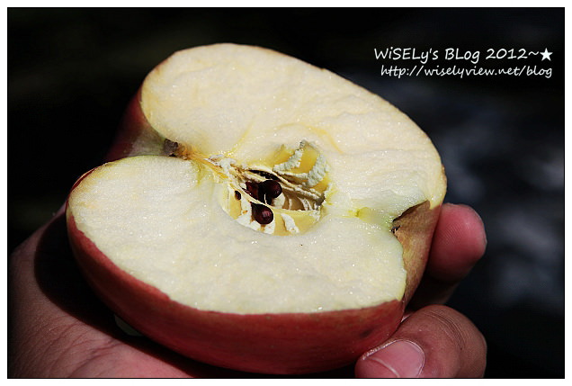 【旅行】日本．青森縣：浪岡町APPLE HILL觀光蘋果園＠體驗現摘現吃的新鮮美味多汁蘋果