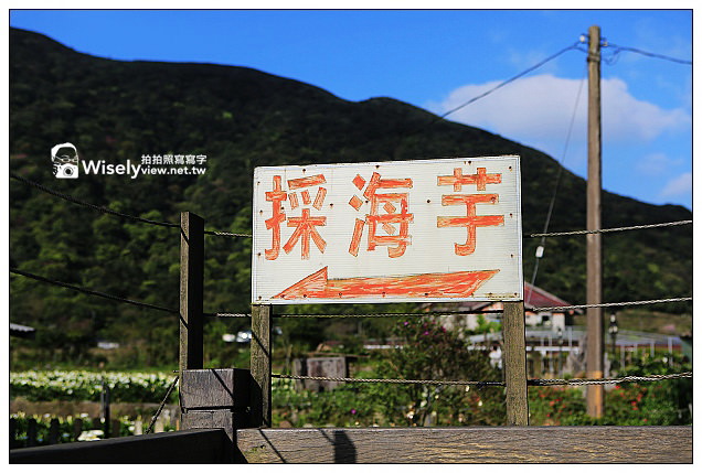 【隨拍】Canon 5D3：文化大學感恩麵店、頂湖花谷海芋園＆陽明山花鐘春櫻/杜鵑（2013竹子湖海芋季 2013-03-04）