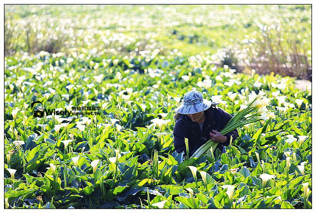 【隨拍】Canon 5D3：文化大學感恩麵店、頂湖花谷海芋園＆陽明山花鐘春櫻/杜鵑（2013竹子湖海芋季 2013-03-04）
