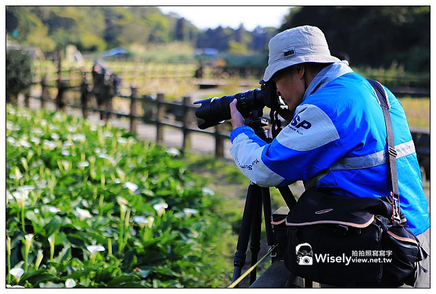 【隨拍】Canon 5D3：文化大學感恩麵店、頂湖花谷海芋園＆陽明山花鐘春櫻/杜鵑（2013竹子湖海芋季 2013-03-04）