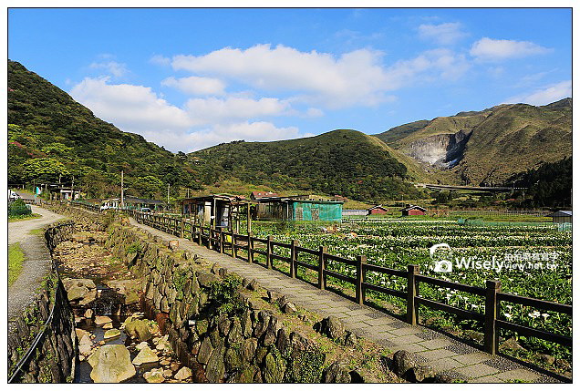 【隨拍】Canon 5D3：文化大學感恩麵店、頂湖花谷海芋園＆陽明山花鐘春櫻/杜鵑（2013竹子湖海芋季 2013-03-04）