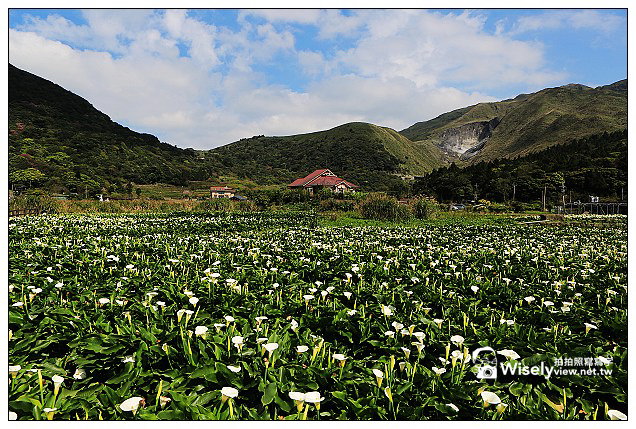 【隨拍】Canon 5D3：文化大學感恩麵店、頂湖花谷海芋園＆陽明山花鐘春櫻/杜鵑（2013竹子湖海芋季 2013-03-04）