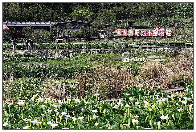 【隨拍】Canon 5D3：文化大學感恩麵店、頂湖花谷海芋園＆陽明山花鐘春櫻/杜鵑（2013竹子湖海芋季 2013-03-04）