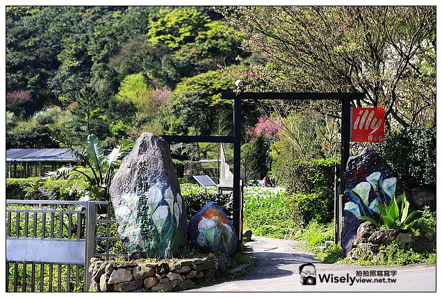 【隨拍】Canon 5D3：文化大學感恩麵店、頂湖花谷海芋園＆陽明山花鐘春櫻/杜鵑（2013竹子湖海芋季 2013-03-04）