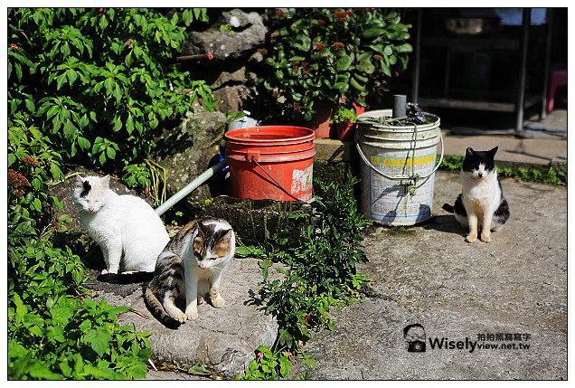 【隨拍】Canon 5D3：文化大學感恩麵店、頂湖花谷海芋園＆陽明山花鐘春櫻/杜鵑（2013竹子湖海芋季 2013-03-04）