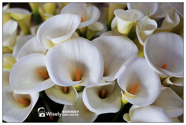 【隨拍】Canon 5D3：文化大學感恩麵店、頂湖花谷海芋園＆陽明山花鐘春櫻/杜鵑（2013竹子湖海芋季 2013-03-04）