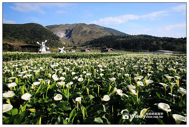 【隨拍】Canon 5D3：文化大學感恩麵店、頂湖花谷海芋園＆陽明山花鐘春櫻/杜鵑（2013竹子湖海芋季 2013-03-04）