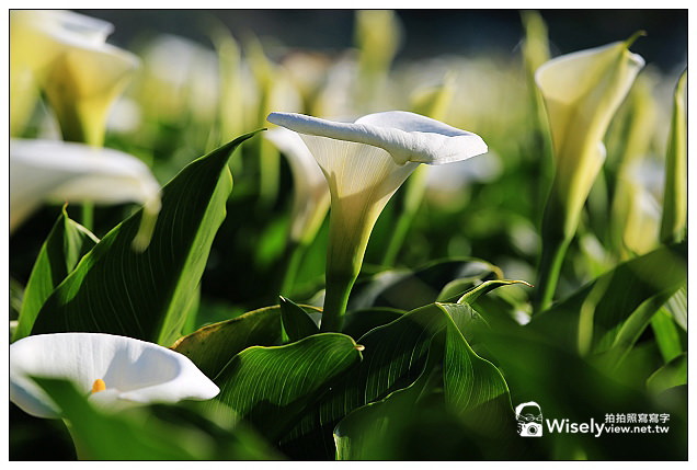 【隨拍】Canon 5D3：文化大學感恩麵店、頂湖花谷海芋園＆陽明山花鐘春櫻/杜鵑（2013竹子湖海芋季 2013-03-04）