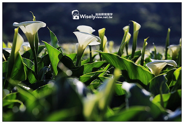 【隨拍】Canon 5D3：文化大學感恩麵店、頂湖花谷海芋園＆陽明山花鐘春櫻/杜鵑（2013竹子湖海芋季 2013-03-04）