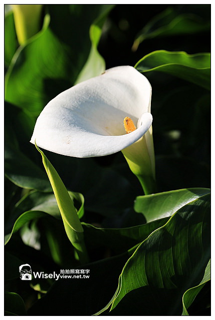 【隨拍】Canon 5D3：文化大學感恩麵店、頂湖花谷海芋園＆陽明山花鐘春櫻/杜鵑（2013竹子湖海芋季 2013-03-04）