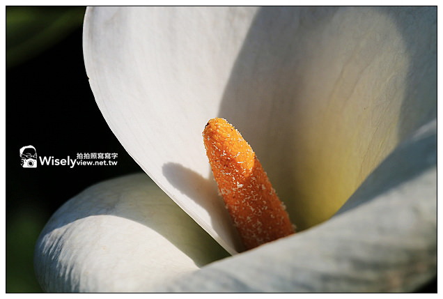 【隨拍】Canon 5D3：文化大學感恩麵店、頂湖花谷海芋園＆陽明山花鐘春櫻/杜鵑（2013竹子湖海芋季 2013-03-04）