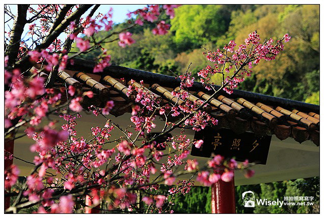【隨拍】Canon 5D3：文化大學感恩麵店、頂湖花谷海芋園＆陽明山花鐘春櫻/杜鵑（2013竹子湖海芋季 2013-03-04）