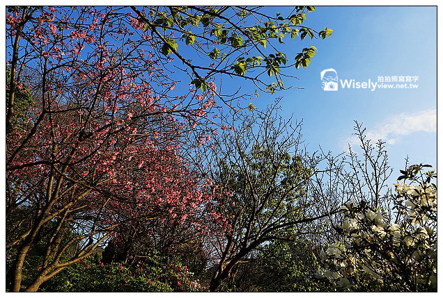 【隨拍】Canon 5D3：文化大學感恩麵店、頂湖花谷海芋園＆陽明山花鐘春櫻/杜鵑（2013竹子湖海芋季 2013-03-04）