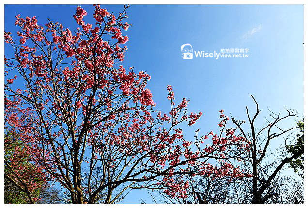 【隨拍】Canon 5D3：文化大學感恩麵店、頂湖花谷海芋園＆陽明山花鐘春櫻/杜鵑（2013竹子湖海芋季 2013-03-04）