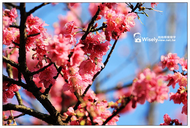 【隨拍】Canon 5D3：文化大學感恩麵店、頂湖花谷海芋園＆陽明山花鐘春櫻/杜鵑（2013竹子湖海芋季 2013-03-04）