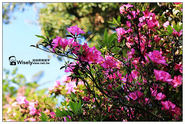 【隨拍】Canon 5D3：文化大學感恩麵店、頂湖花谷海芋園＆陽明山花鐘春櫻/杜鵑（2013竹子湖海芋季 2013-03-04）