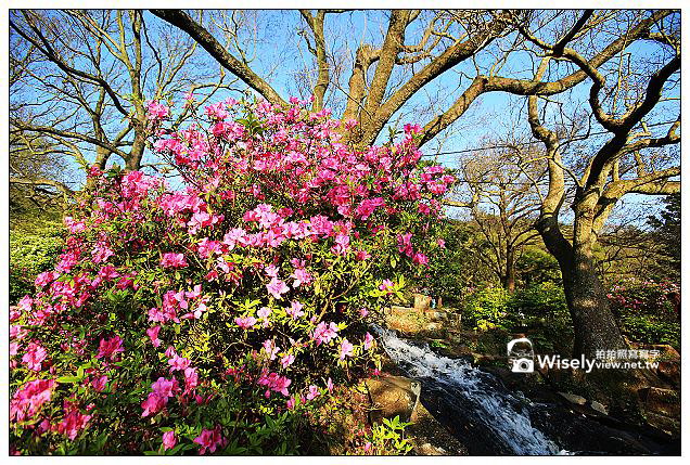 【隨拍】Canon 5D3：文化大學感恩麵店、頂湖花谷海芋園＆陽明山花鐘春櫻/杜鵑（2013竹子湖海芋季 2013-03-04）