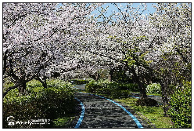 【旅行】2013日本九州。福岡市：海之中道海濱公園@櫻花盛開時騎著單車恣意遊走，多項設施適合親子前往
