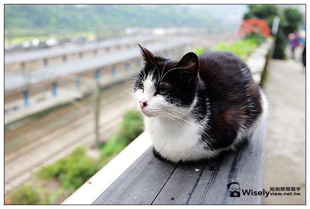 【景點】新北市。瑞芳區：(猴硐)候硐貓咪村～貓橋巡禮&街貓隨拍、大麵發老麵店、貓村咖啡，以及米詩堤黃金泡芙＠FUJIFILM X100s隨拍…(貓公車與漫遊路線分享)