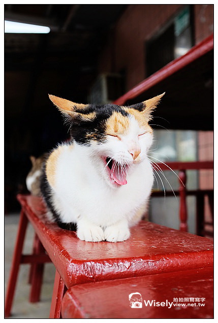 【景點】新北市。瑞芳區：(猴硐)候硐貓咪村～貓橋巡禮&街貓隨拍、大麵發老麵店、貓村咖啡，以及米詩堤黃金泡芙＠FUJIFILM X100s隨拍…(貓公車與漫遊路線分享)