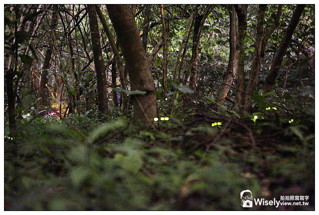 【食記】新北市。新店區：珍鱻嗆猛活海鮮＠百元平價熱炒店，創意食材口味料理