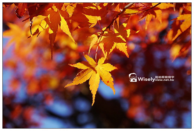 【旅行】2012日本．神戶：有馬溫泉散策：兵衛 向陽閣午餐，溫泉老街名產隨拍