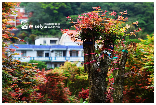 【隨拍】台北市。陽明山：2013台北奧萬大楓紅&想啟小饅頭~晚楓記錄作品分享