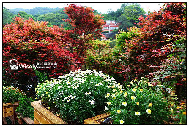 【隨拍】台北市。陽明山：2013台北奧萬大楓紅&想啟小饅頭~晚楓記錄作品分享