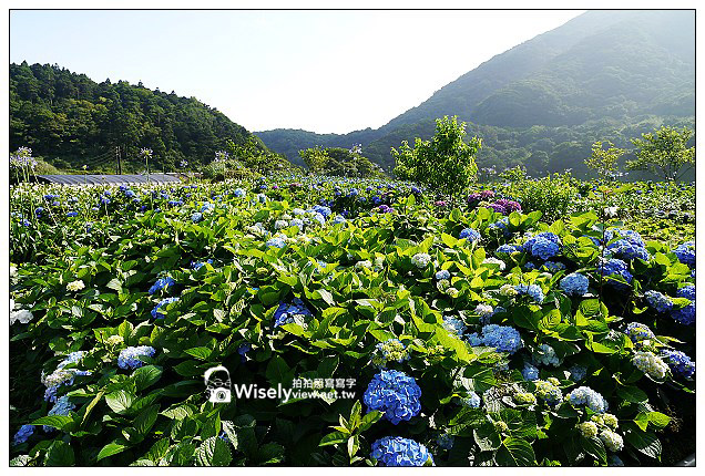 【遊記】台北市。北投區：竹子湖大梯田花卉生態農園(繡球花)＠景點交通資訊及Lumix GX1隨拍