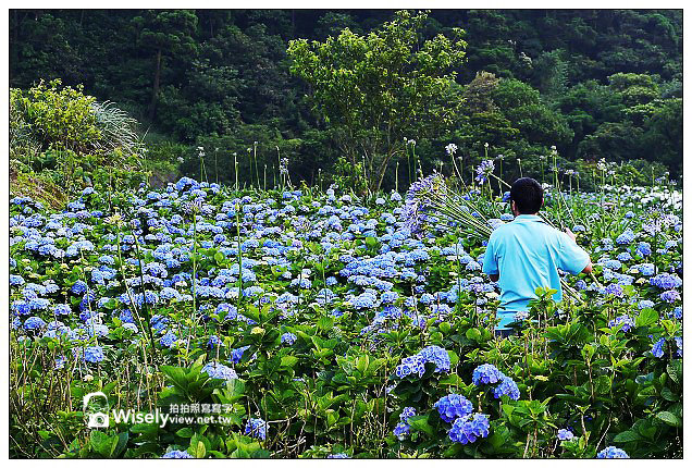 【遊記】台北市。北投區：竹子湖大梯田花卉生態農園(繡球花)＠景點交通資訊及Lumix GX1隨拍