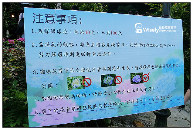 【遊記】台北市。北投區：竹子湖大梯田花卉生態農園(繡球花)＠景點交通資訊及Lumix GX1隨拍