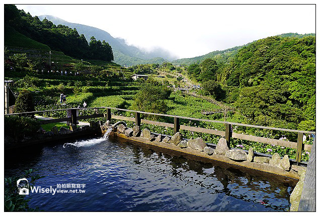 【遊記】台北市。北投區：竹子湖大梯田花卉生態農園(繡球花)＠景點交通資訊及Lumix GX1隨拍