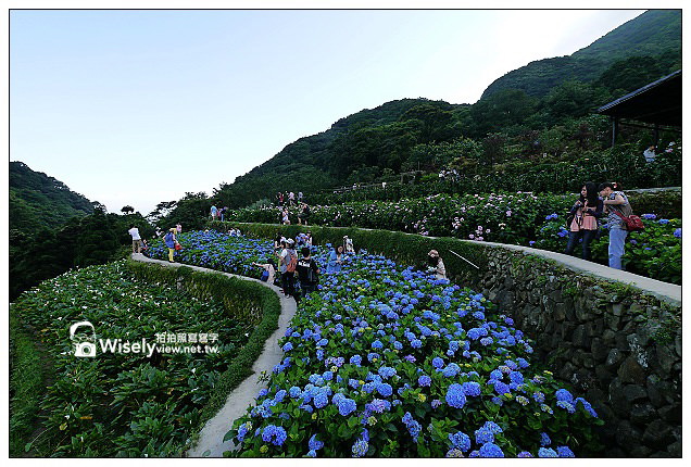 【遊記】台北市。北投區：竹子湖大梯田花卉生態農園(繡球花)＠景點交通資訊及Lumix GX1隨拍