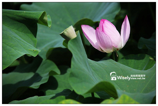 【遊記】新北市。三峽區：夏日荷花季＠三樹路98巷荷花池、三峽老街隨拍、三角湧金牛角、古伯手工米苔目、清水祖師廟、康喜軒金牛角冰淇淋、清水冬瓜王、山泉水手工豆花～(必訪景點美食)